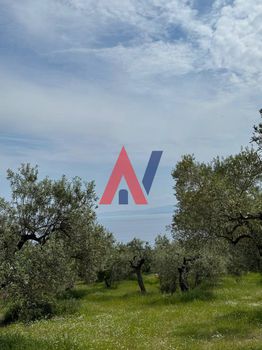 Αγροτεμάχια 2.700τ.μ. για πώληση-Σιθωνία » Κορτήρι