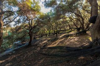 Αγροτεμάχια 4.000 τ.μ. για πώληση, Ν. Πρέβεζας, Πάργα-thumb-9