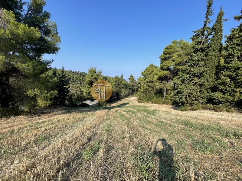 Αγροτεμάχια 6.790 τ.μ. προς πώληση, Σίβηρη