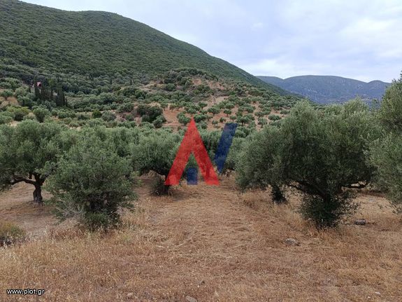 Αγροτεμάχια 1.240 τ.μ. για πώληση, Μεσσηνία, Κορώνη