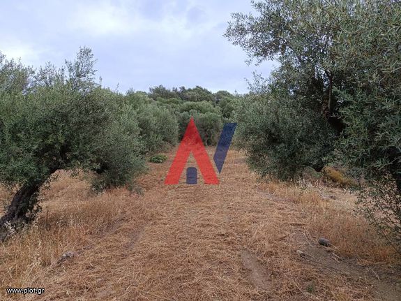 Αγροτεμάχια 2.840 τ.μ. για πώληση, Μεσσηνία, Κορώνη