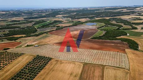 Αγροτεμάχια 36.000 τ.μ. για πώληση