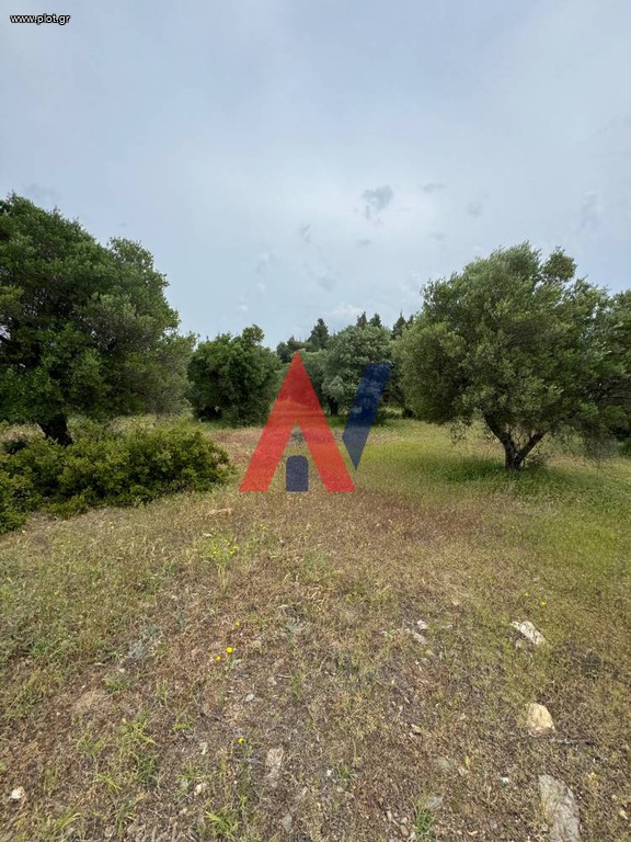 Αγροτεμάχια 9.700 τ.μ. προς πώληση, Ελιά Σιθωνίας