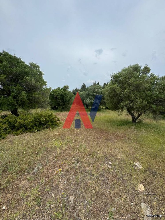 Αγροτεμάχια 9.700 τ.μ. προς πώληση, Ελιά Σιθωνίας