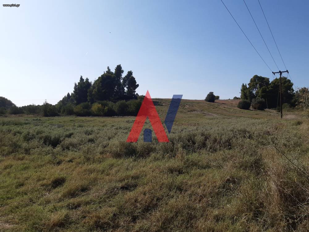 Αγροτεμάχια 11.500 τ.μ. προς πώληση, Καλλιθέα Κασσάνδρας
