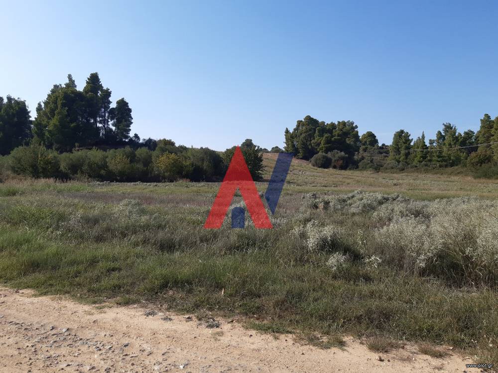 Αγροτεμάχια 11.500 τ.μ. προς πώληση, Καλλιθέα Κασσάνδρας