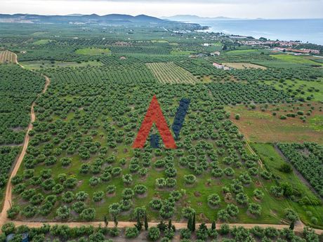 Parcel 50.800sqm for sale-Poligiros » Kalives Poligirou