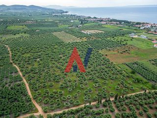Αγροτεμάχια 50.800 τ.μ. για πώληση