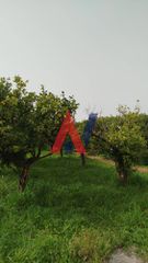 Οικόπεδο 2.540 τ.μ. προς πώληση, Διγελιώτικα-thumb-6