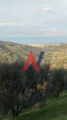 Αγροτεμάχια 13.000 τ.μ. για πώληση