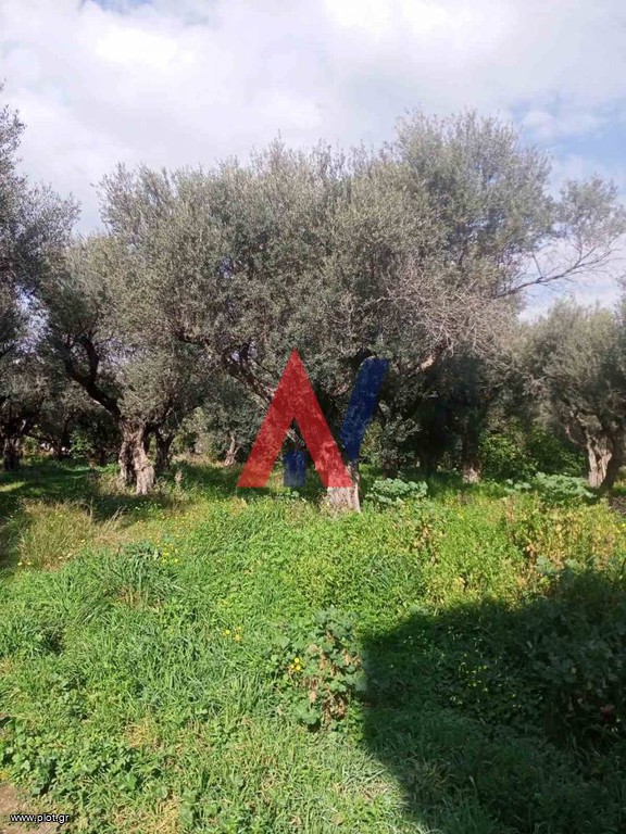 Οικόπεδο 2.743 τ.μ. πρός πώληση, Αχαΐα, Διακοπτό