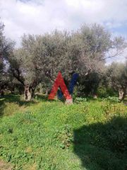 Οικόπεδο 2.743 τ.μ. πρός πώληση, Αχαΐα, Διακοπτό-thumb-2