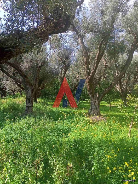 Οικόπεδο 2.743 τ.μ. πρός πώληση, Αχαΐα, Διακοπτό