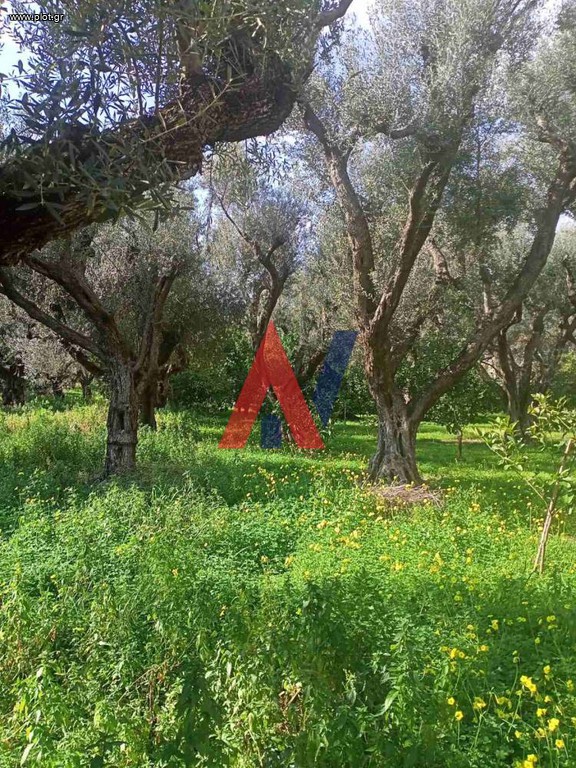 Οικόπεδο 1.626 τ.μ. πρός πώληση, Αχαΐα, Διακοπτό