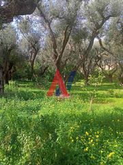Οικόπεδο 1.626 τ.μ. πρός πώληση, Αχαΐα, Διακοπτό-thumb-5