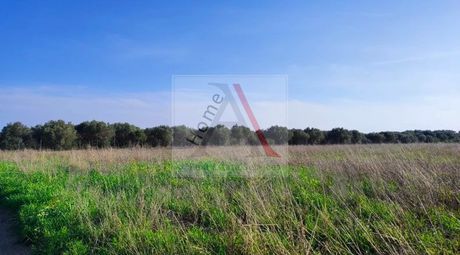 Αγροτεμάχια 10.000 τ.μ. για πώληση