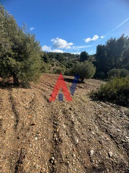 Αγροτεμάχια 11.000 τ.μ. για πώληση