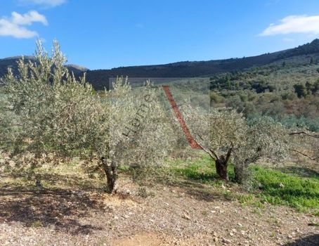 Parcel 18.000sqm for sale-Tenea » Chiliomodi