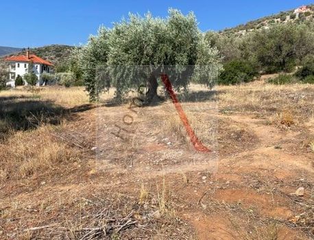 Οικόπεδο 2.073τ.μ. για πώληση-Αντικύρα » Άγιος ισίδωρος