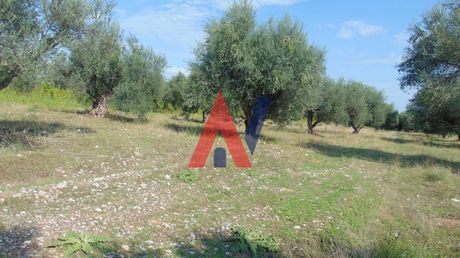 Αγροτεμάχια 4.000 τ.μ. για πώληση