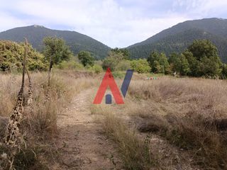 Οικόπεδο 7.800 τ.μ. για πώληση, Αρκαδία, Βιτίνα-thumb-25