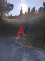 Οικόπεδο 5.000 τ.μ. για πώληση, Εύβοια, Κύμη-thumb-4