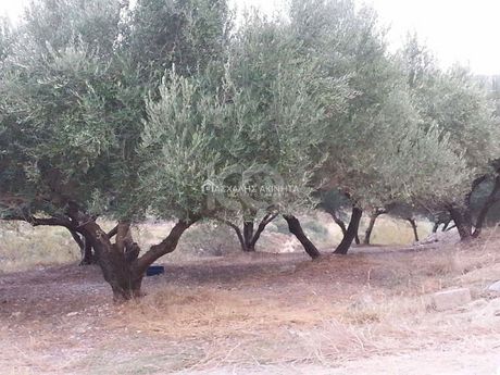 Αγροτεμάχια 12.000τ.μ. για πώληση-Ηράκλειο κρήτης » Δρακουλιάρης