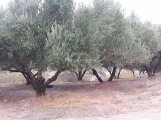 Αγροτεμάχια 12.000 τ.μ. για πώληση