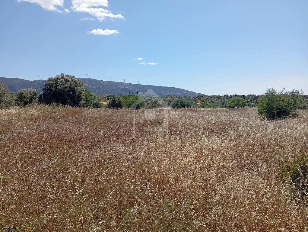 Οικόπεδο 7.800 τ.μ. προς πώληση, Άγιοι Ασώματοι Ερέτριας