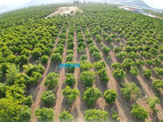 Αγροτεμάχια 8.933,40 τ.μ. για πώληση, Αργολίδα, Άργος-thumb-13