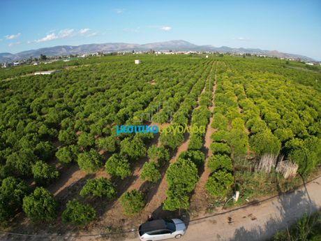 Αγροτεμάχια 8.933,4τ.μ. για πώληση-Άργος