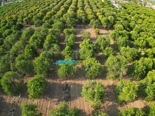 Αγροτεμάχια 8.615,04 τ.μ. για πώληση, Αργολίδα, Άργος-thumb-9