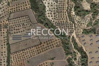 Αγροτεμάχια 9.000 τ.μ. για πώληση