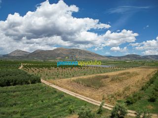 Αγροτεμάχια 50.000 τ.μ. για πώληση, Αργολίδα, Άργος-thumb-3