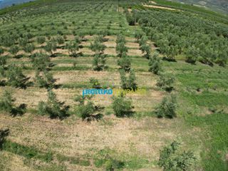 Αγροτεμάχια 50.000 τ.μ. για πώληση, Αργολίδα, Άργος-thumb-8
