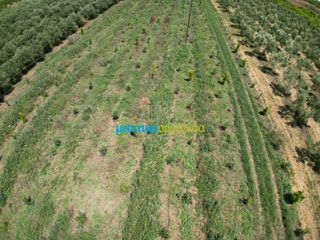 Αγροτεμάχια 50.000 τ.μ. για πώληση, Αργολίδα, Άργος-thumb-12