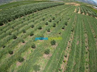 Αγροτεμάχια 50.000 τ.μ. για πώληση, Αργολίδα, Άργος-thumb-10