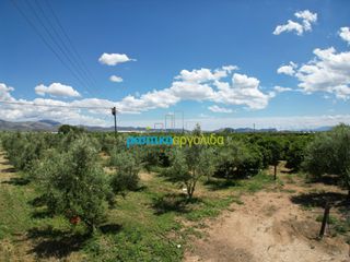 Αγροτεμάχια 50.000 τ.μ. για πώληση, Αργολίδα, Άργος-thumb-1