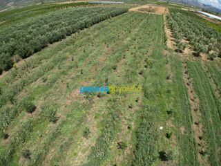 Αγροτεμάχια 50.000 τ.μ. για πώληση, Αργολίδα, Άργος-thumb-11