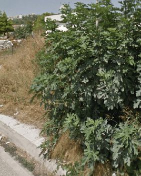 Οικόπεδο 1.300τ.μ. για πώληση-Χαλάνδρι » Άνω πάτημα