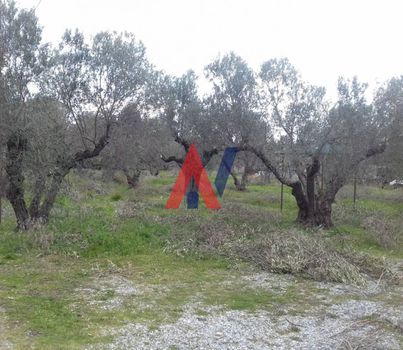 Αγροτεμάχια 62.000τ.μ. για πώληση-Παλλήνη » Χανιώτης