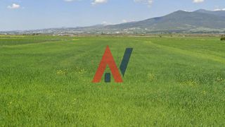 Αγροτεμάχια 4.650 τ.μ. προς πώληση