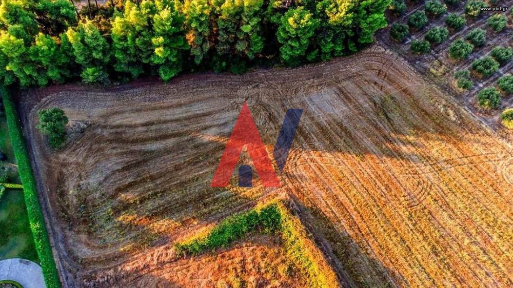 Αγροτεμάχια 8.710 τ.μ. προς πώληση, Κρυοπηγή Κασσάνδρας