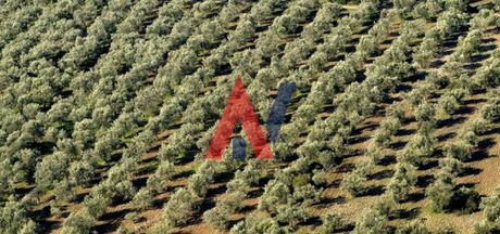 Αγροτεμάχια 120.000τ.μ. για πώληση-Κέντρο