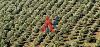 Αγροτεμάχια 120.000 τ.μ. για πώληση