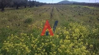 Αγροτεμάχια 5.500 τ.μ. για πώληση