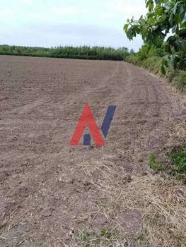 Αγροτεμάχια 10.000τ.μ. για πώληση-Λεχαινά » Καταρράχι