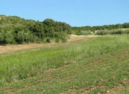 Αγροτεμάχια 2.906 τ.μ. για πώληση
