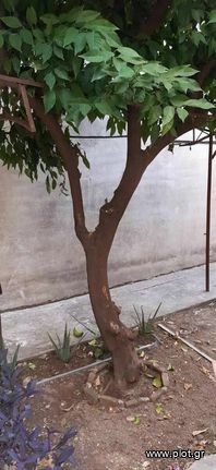 Οικόπεδο 256 τ.μ. για πώληση, Αθήνα - Κέντρο, Λεωφ. Πατησίων - Λεωφ. Αχαρνών