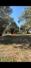 Αγροτεμάχια 4.000 τ.μ. για πώληση